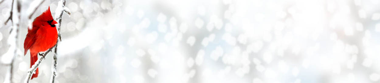 #nivo2 New Members: Click Here!